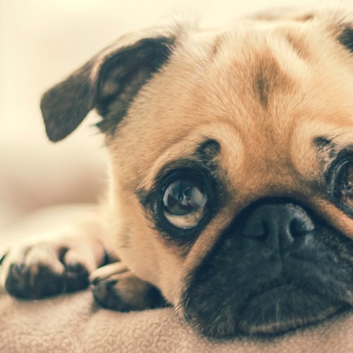 Astuces pour garder une maison propre avec un animal domestique - Multi-Prêts Hypothèques