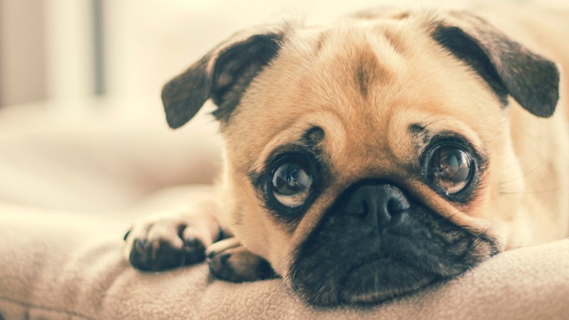 How to keep your home clean when you have a pet - Multi-Prêts Mortgages