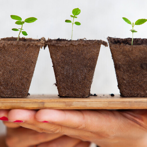 How to maintain an indoor garden at home | Multi-Prêts Mortgages